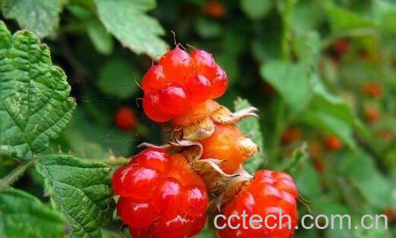 红秋莓干果功效与作用-0