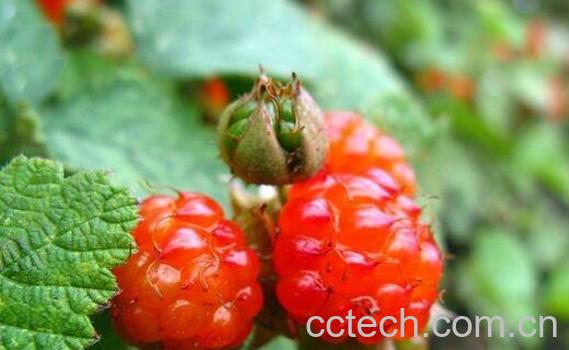 红秋莓干果功效与作用-1