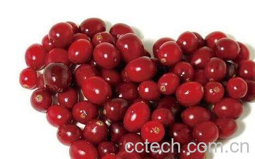 红梅和蔓越莓的区别 吃蔓越莓的好处-1