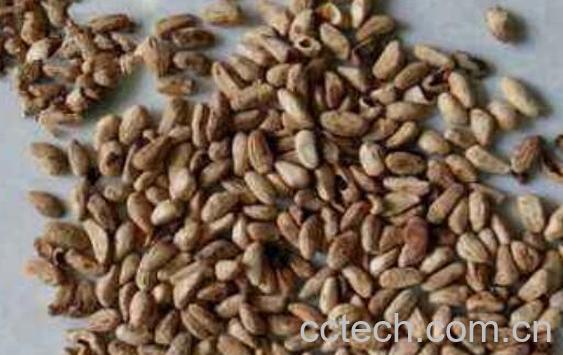 石榴籽如何种植 石榴籽的种植方法-0