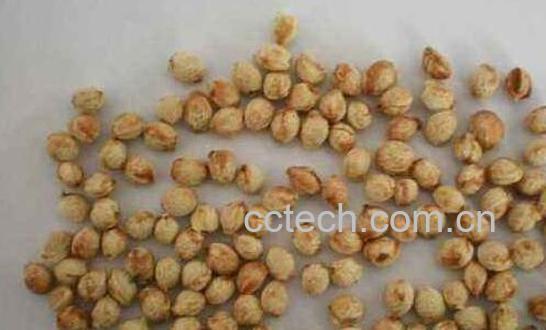 怎样种植樱桃种子 樱桃籽种植方法-0