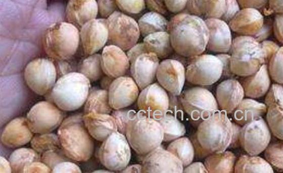 怎样种植樱桃种子 樱桃籽种植方法-1