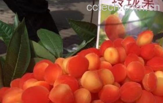 玲珑果的功效与作用-0