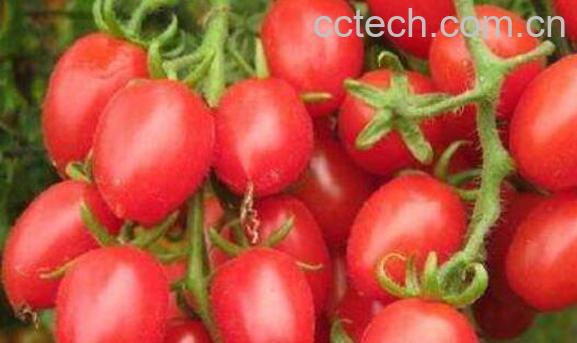 玲珑果的功效与作用-1