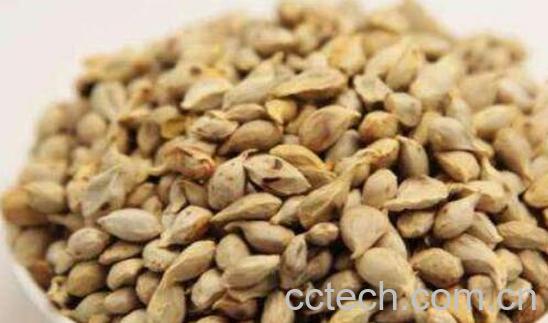 橘核的功效与作用及禁忌-0