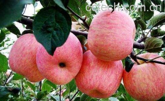 山苹果的功效与作用-0