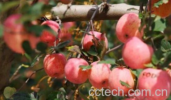 山苹果的功效与作用-1