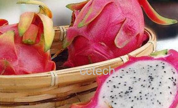 白肉火龙果的功效与作用 吃白肉火龙果的好处-1