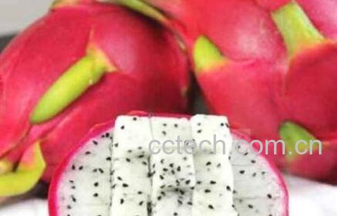 白心火龙果的功效与作用-0