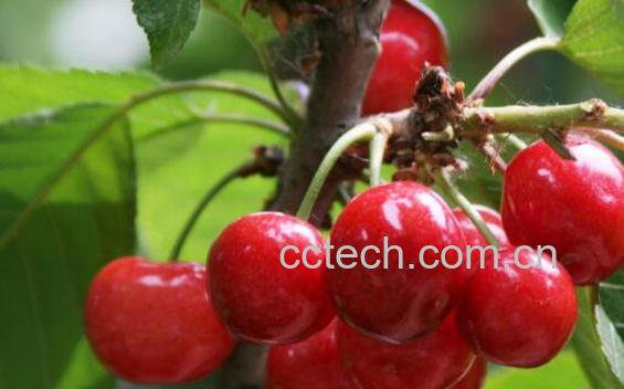 樱桃果汁的功效与作用 喝樱桃果汁的好处-1