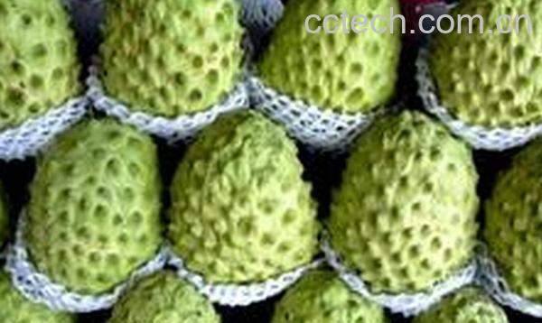 果蔬百科释迦-0