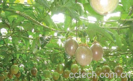 西番莲的功效与作用及药用价值-1