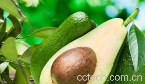 牛油果中间的核怎么吃 牛油果核能吃吗-1