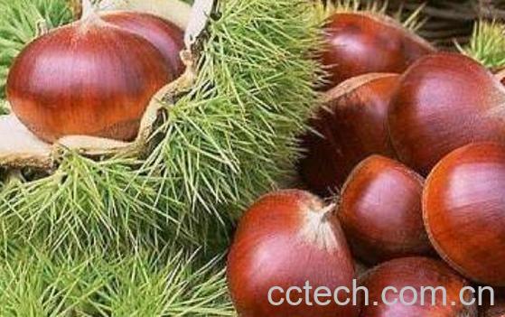 板栗皮的药用价值及副作用-1