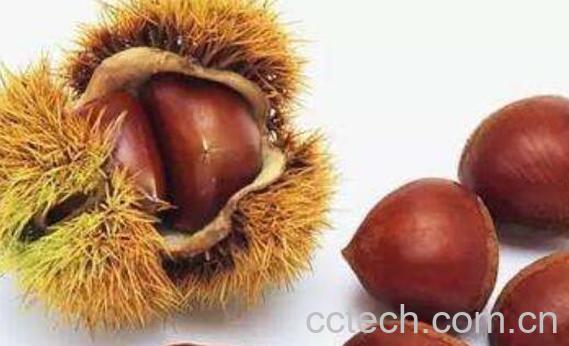 板栗皮的药用价值及副作用-0