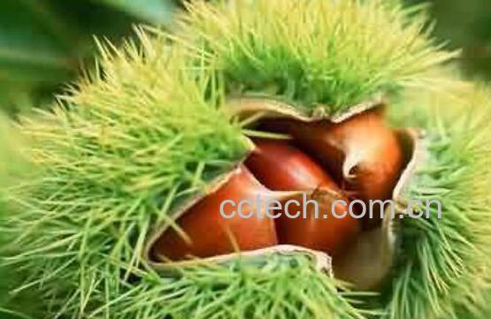 带刺板栗壳的功效与作用-0