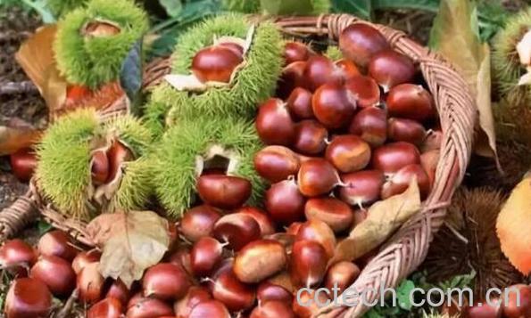 带刺板栗壳的功效与作用-1