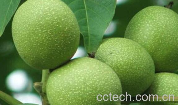 青皮核桃的功效与作用-0