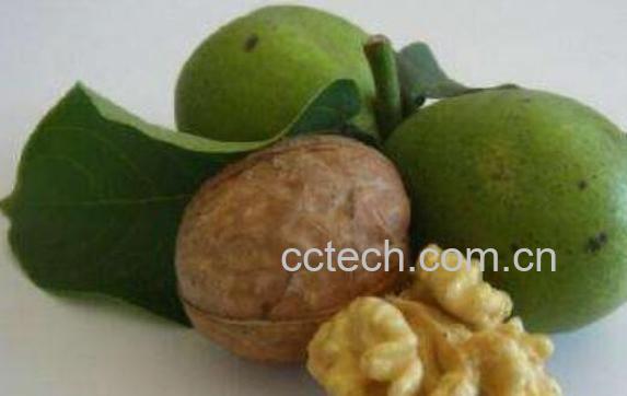 青皮核桃的功效与作用-1