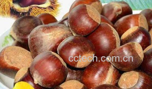吃熟栗子的功效和作用-0