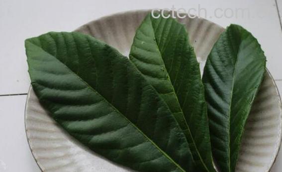 枇杷叶的功效与作用 枇杷叶怎么去毛-0
