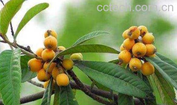 枇杷叶的功效与作用 枇杷叶怎么去毛-1