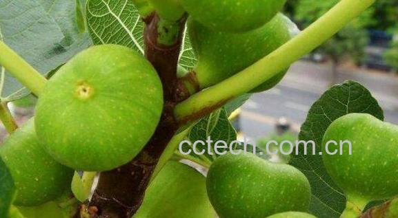 青皮果的功效与作用-0