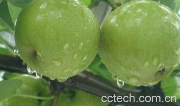 青皮梨的功效与作用及禁忌-1