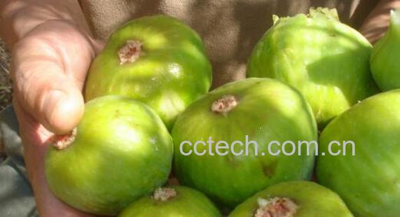 青皮果的功效与作用-1