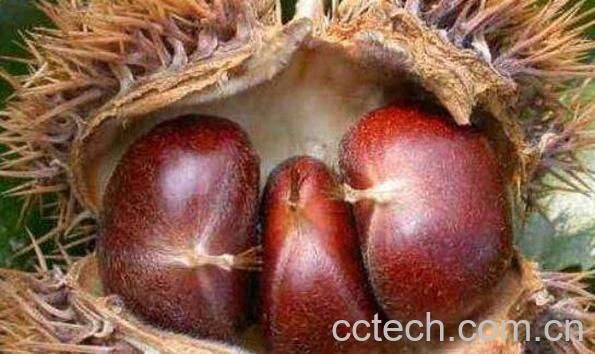 生板栗和熟板栗的功效与作用-1