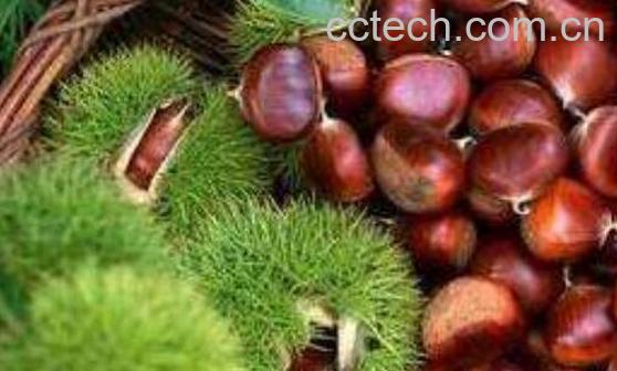 生板栗和熟板栗的功效与作用-0