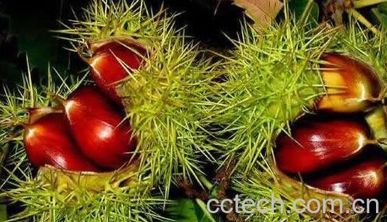 板栗刺壳的功效与作用及禁忌-0