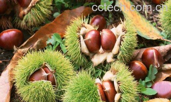 板栗刺壳的功效与作用及禁忌-1