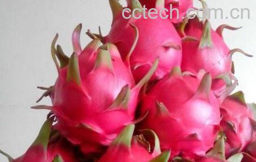 小孩吃火龙果有什么好处-0