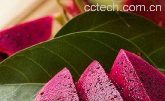 小孩吃火龙果的功效与作用-1