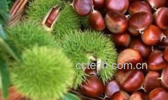 吃板栗有什么好处有哪些 板栗的功效-1