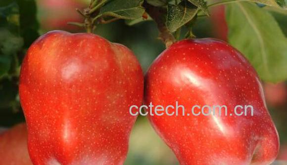 红蛇果与新红星的区别 吃红蛇果的好处-1