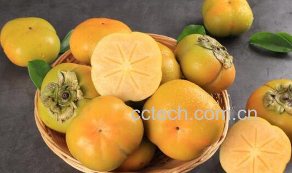 柿子怎样催熟-1