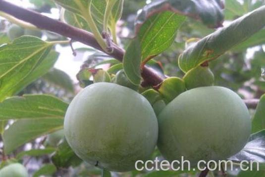 青柿子怎么吃 青柿子的食用方法-0