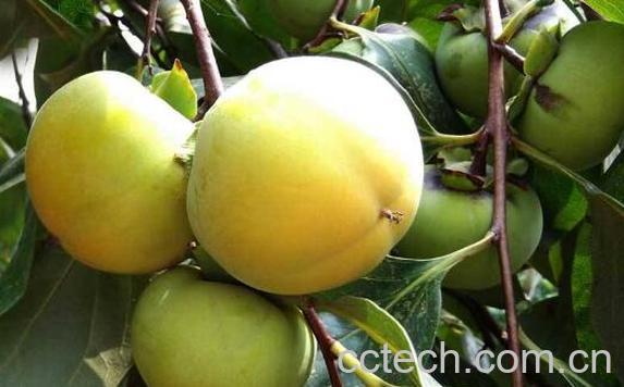 青柿子怎么吃 青柿子的食用方法-1