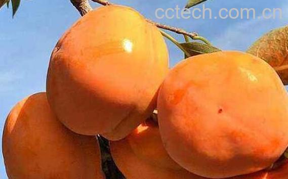 懒柿子怎么做又甜又脆-0