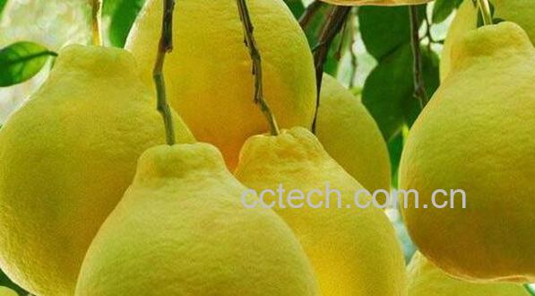 怀孕可以吃柚子吗 怀孕吃柚子的好处与坏处-1