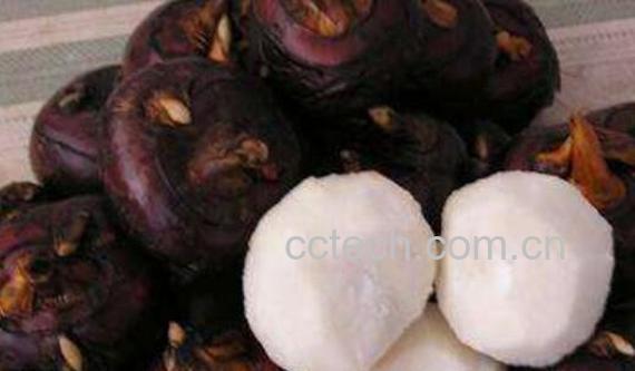 马蹄的功效与作用-1