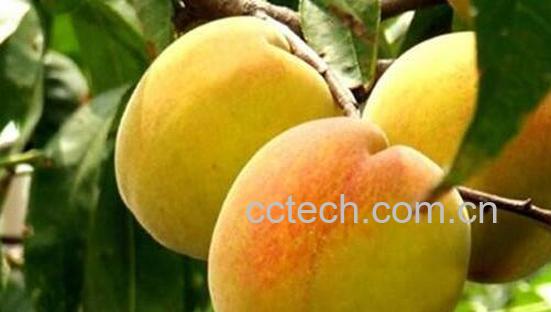 红皮黄桃和黄皮黄桃区别 吃黄桃的好处-1