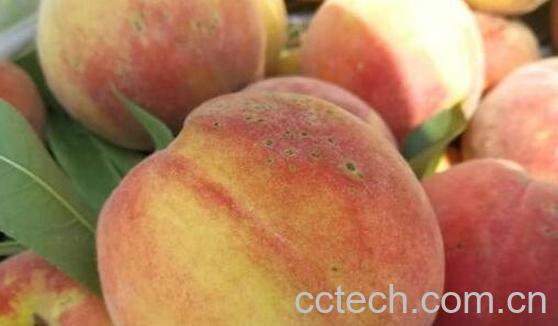 红皮黄桃和黄皮黄桃区别 吃黄桃的好处-0