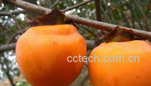 Y柿子怎么做好吃 Y柿子的家常做法教程-0