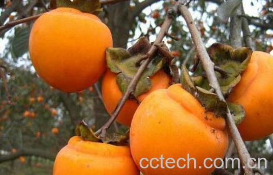 Y柿子怎么做好吃 Y柿子的家常做法教程-1