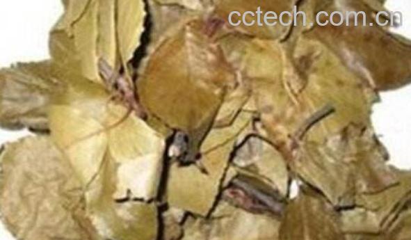 山楂叶的危害 山楂叶泡水的禁忌-0