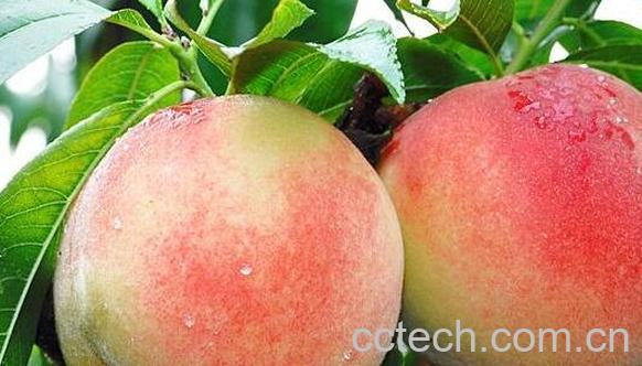 水蜜桃是热性还是凉性 吃水蜜桃的好处与坏处-0