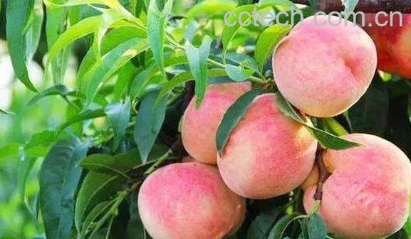 水蜜桃是热性还是凉性 吃水蜜桃的好处与坏处-1